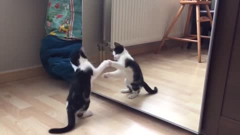 Funny cat and mirror videos