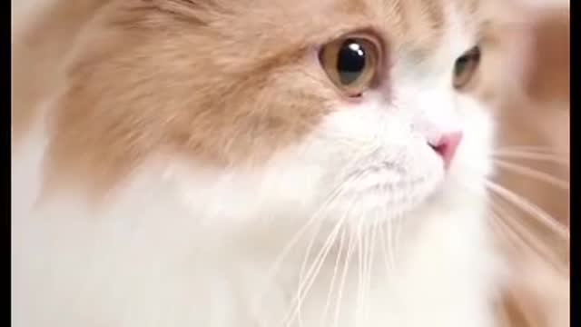 So cute and innocent cat //I love this cat 🥰🥰😘