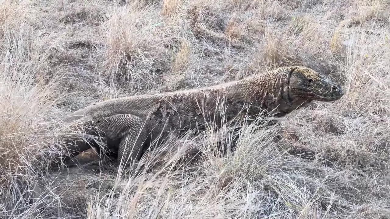 Komodo Dragons Run Fast To Attack Goats Alive