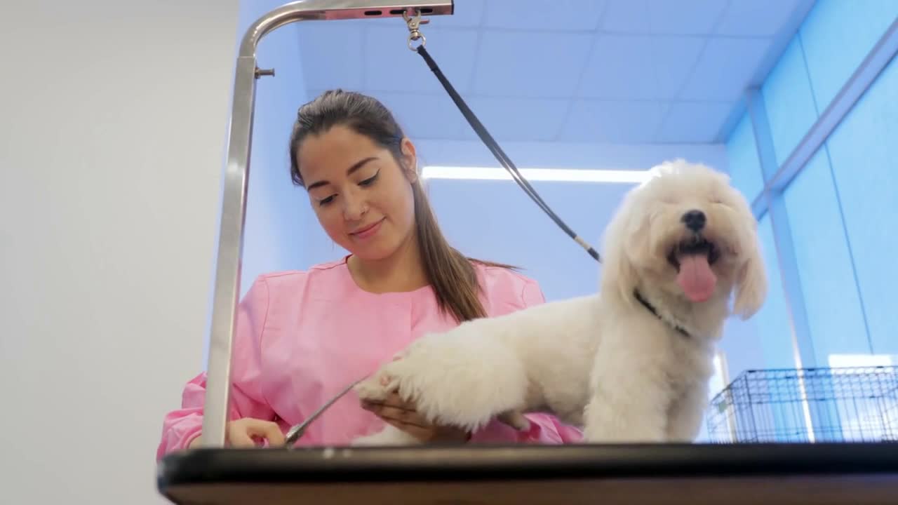 Young People Working In Pet Shop With Dog