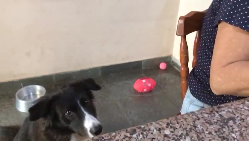 Border Collie persuades owner for food