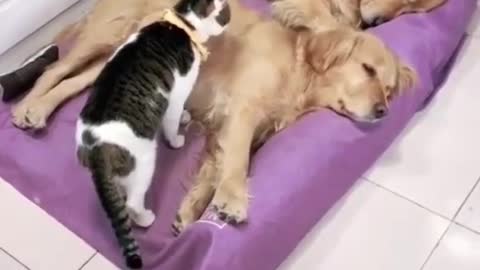 Cats and Dogs funny