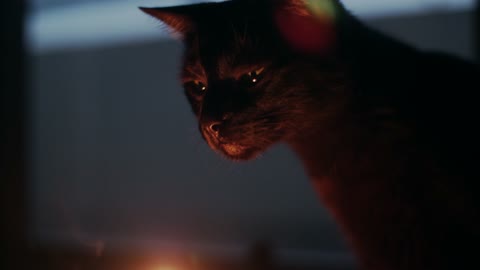 Cat with Light Free Video Clip