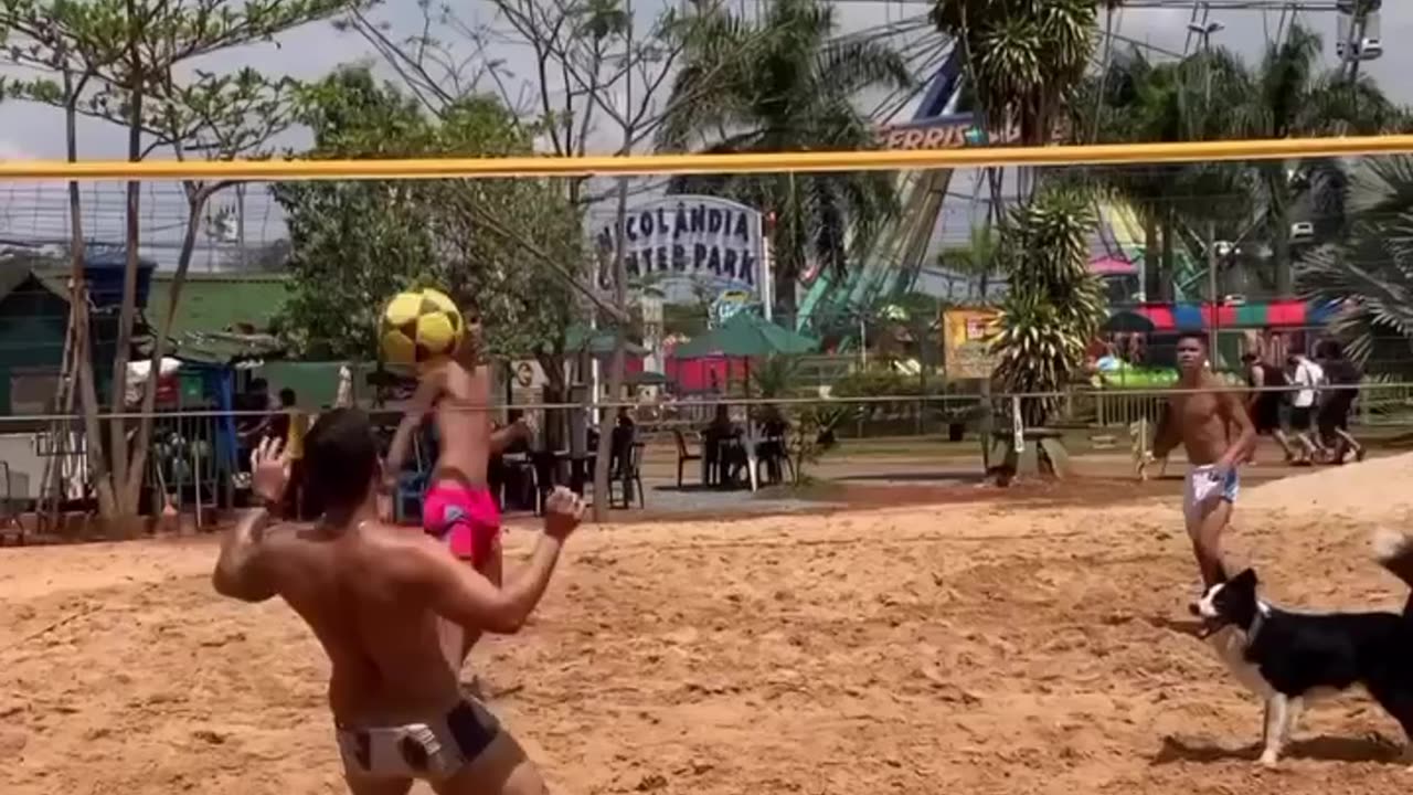 The dog plays volleyball.