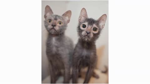 Personality of a Lykoi Cat aka Werewolf Cat!