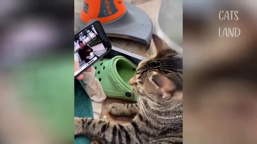 ♥ Best Funny Cat Videos