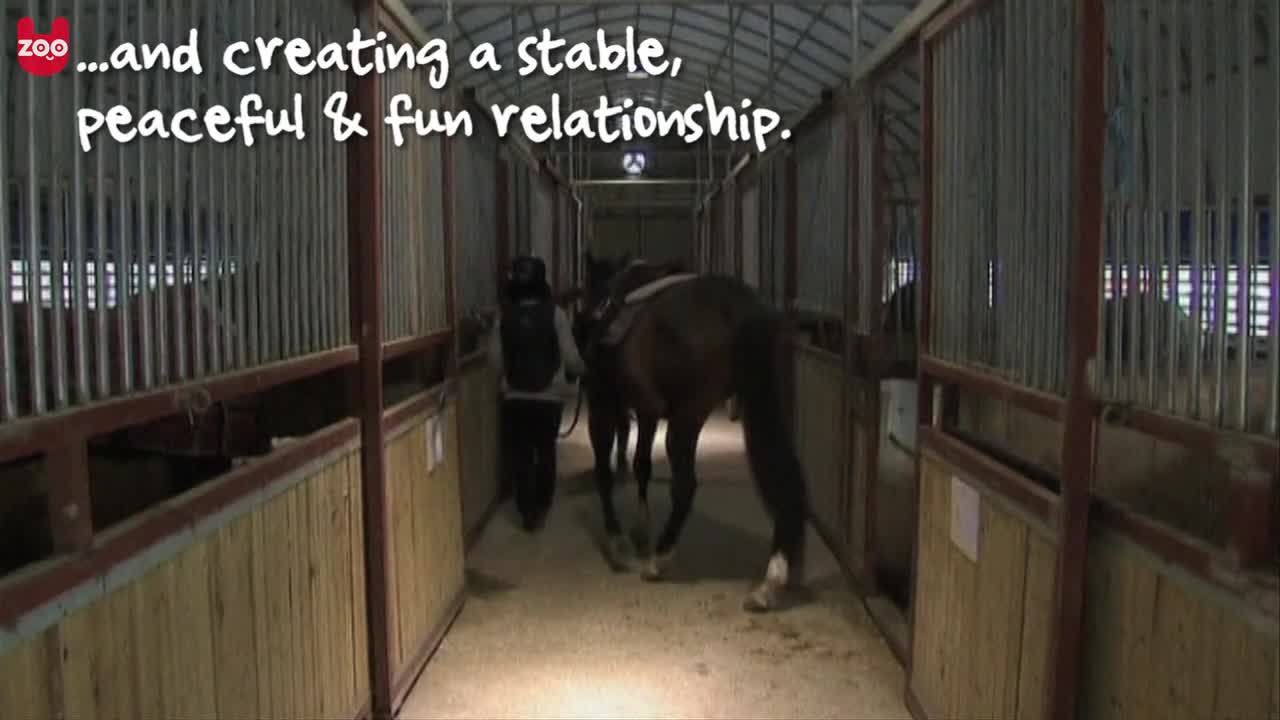 South Korean Horse Therapy