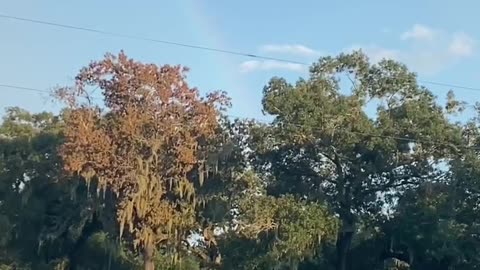 Horse video 13
