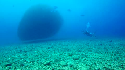 Spot a school of thousands of fish swimming in a circle to avoid the pursuit of the enemy