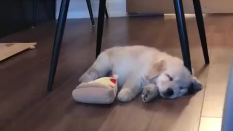 Funny Dog Videos 2021 It's time to LAUGH with Dog's life52