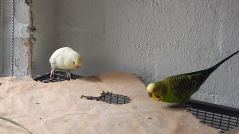 Budgie life part 1
