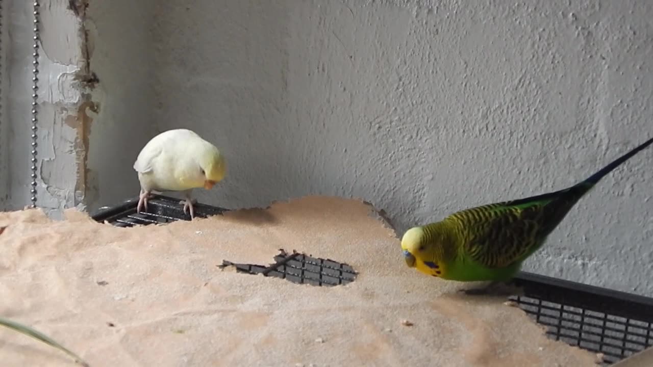 Budgie life part 1