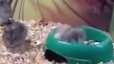 hamster hamster