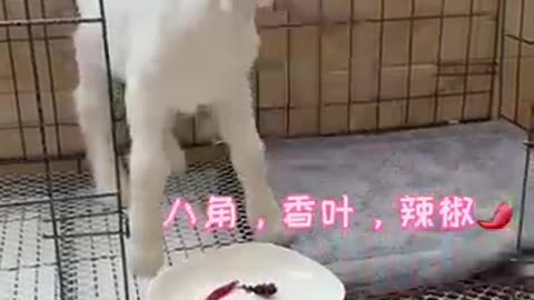 poor sheep