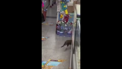 Funny video cats