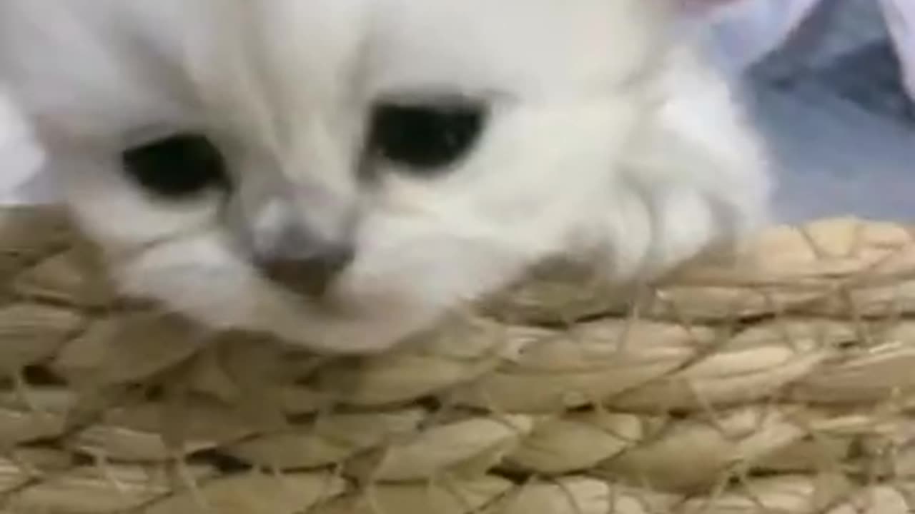 Cute Cats tutorial & Meowing Meow Kittens & Funny Meow Cat #Shorts #catmeow #cattoye