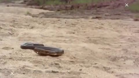 Dangerous Snake Attack ! Snake Video ! Anaconda ! King Cobra ! Black Mamba ! Animals !