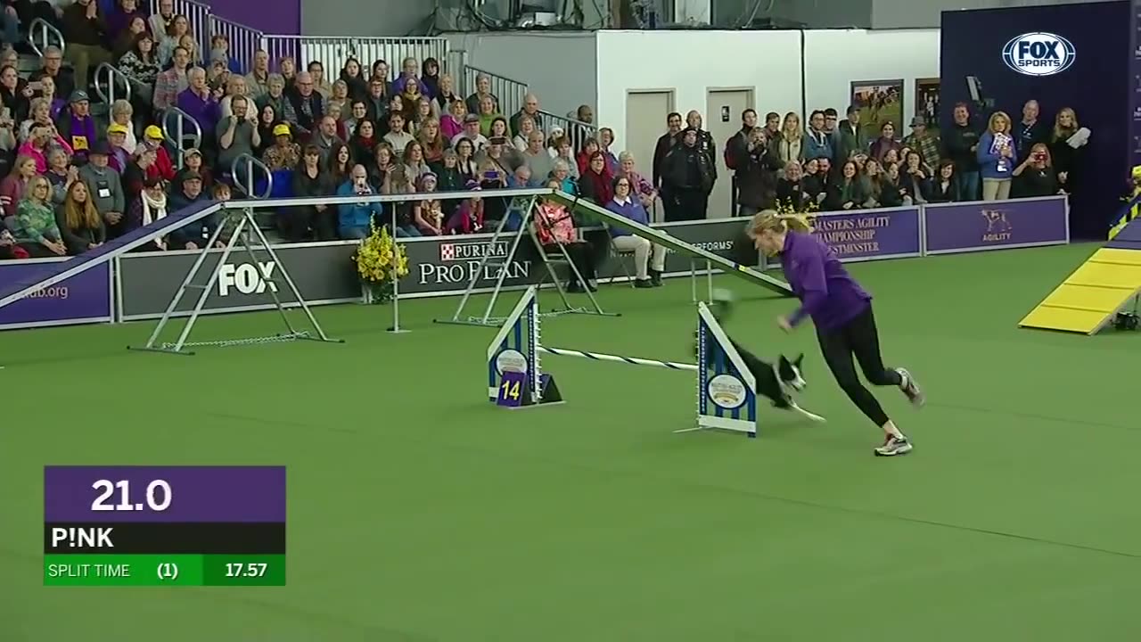 P!nk the border collie wins back-to-back titles at the 2019 WKC Masters Agility