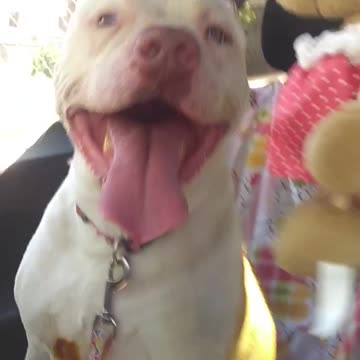 Pitbull sits like a person in the car