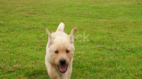 Lovely puppy Labrador running to the camera on the lawn, ..