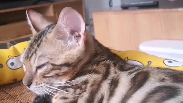 This cat is so cute;