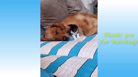 Funny and cute animal videos vol5