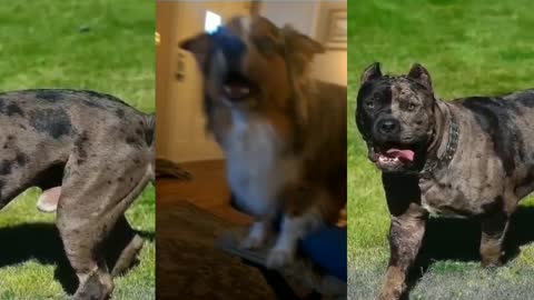 Feisty Aussie argues with owner about going outside