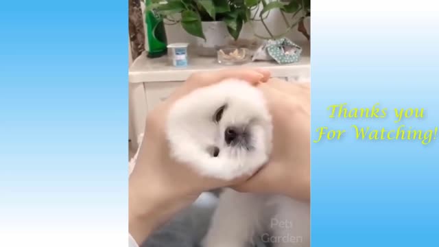 Cute Pets (best friends) And Funny Animals Compilation