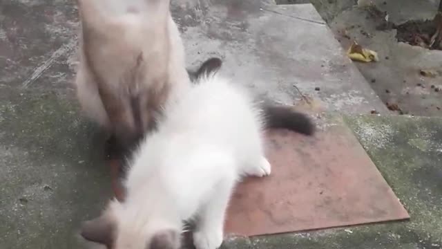 My beautiful cats playing.