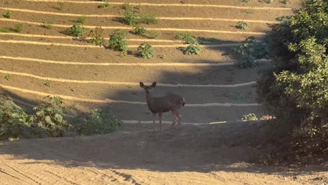 Sneaking Antelope