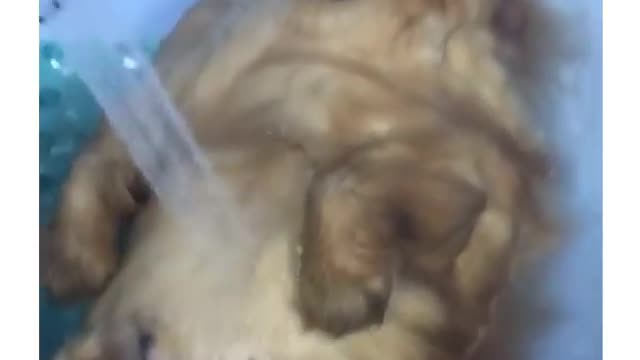 happy dog ​​taking a bath lying on his back