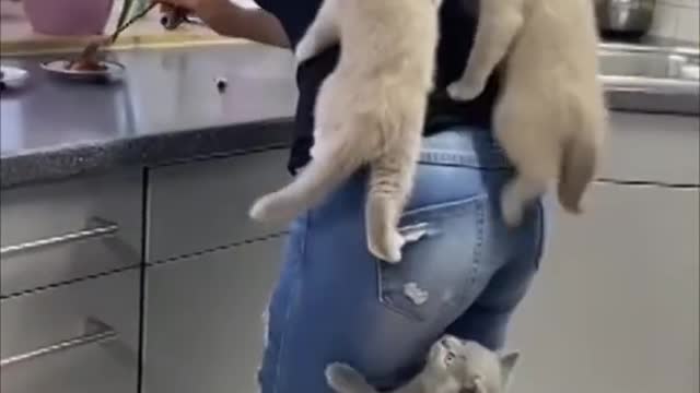 Cat and kittens climb the mom