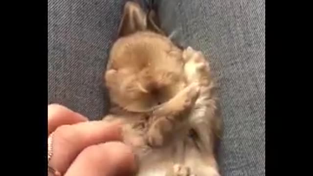 small rabbit