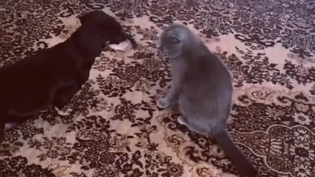 Angry cat fight with the Dog 2021