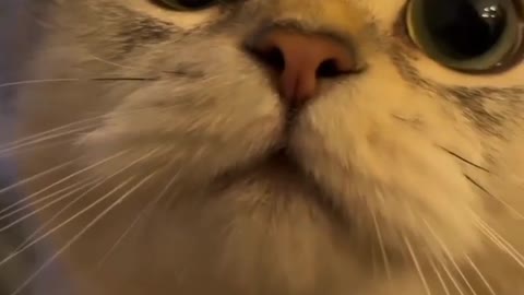 Catsloves1st whs does ollie's face match this sound 😹😹