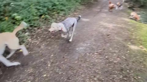 Unbelievable Jungle Dog Fun!