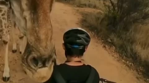 What happened with that giraffe