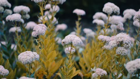 Flower and Bees Video - Relaxing, Soothing and Healing Sounds - Beautiful Video