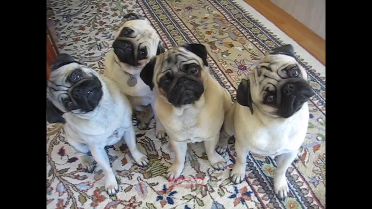 Funny and smart dog 1