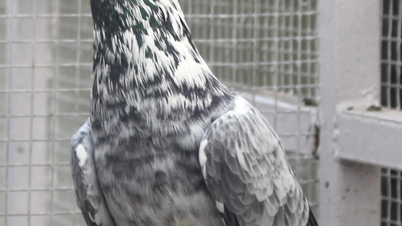 Ustad Naeem Bhatti's Breeder Pigeons