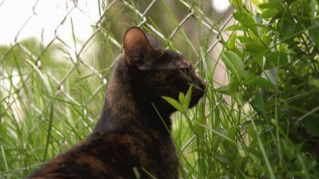 Cat outdoors stuck behind fence in bushes slow motion