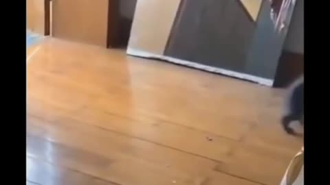 Cute Animals on your screen