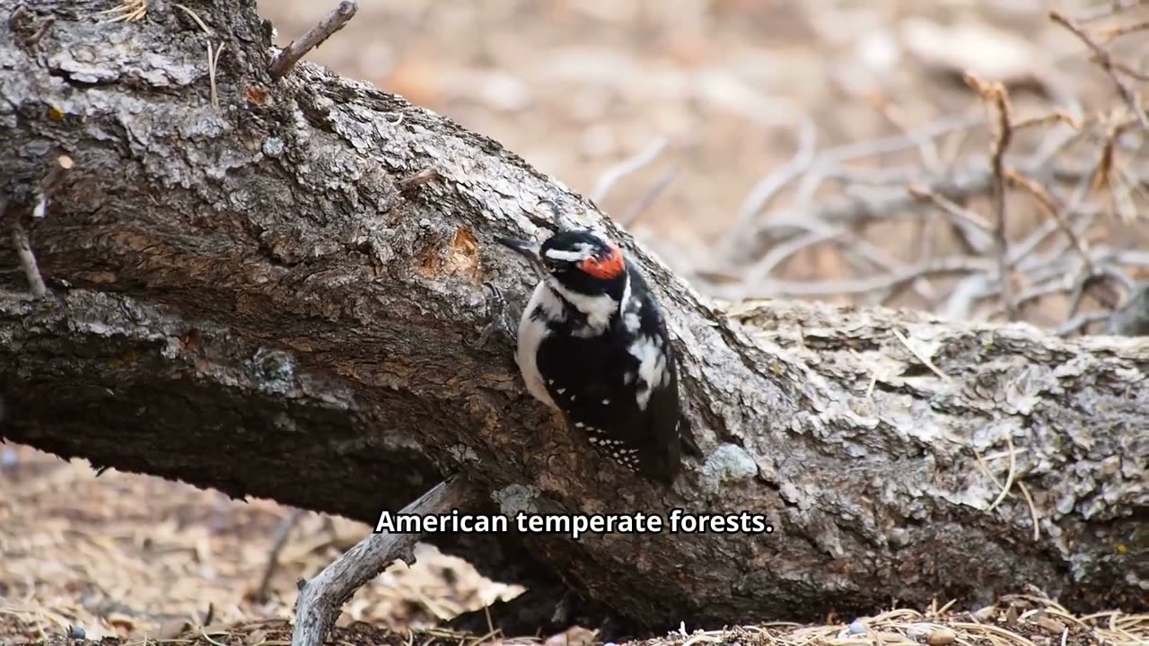 The Woodpecker: The Story"