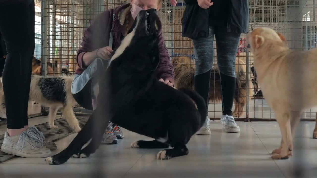 women petting caged stray dog in pet shelter. People, Animals, Volunteering And Helping Concept