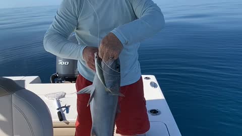 Amberjacks Everywhere, Gulf of Mexico