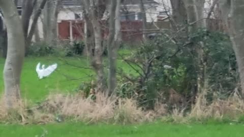 Little Egret Flying And Standing In Park