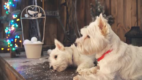 Two Adorable dogs ready to celebrate Christmas