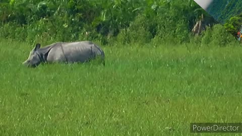 Wildlife of Assam.