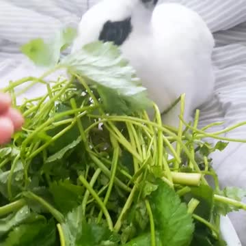 My beautiful pet rabbits.