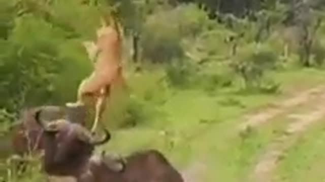 Lion vs buffalo